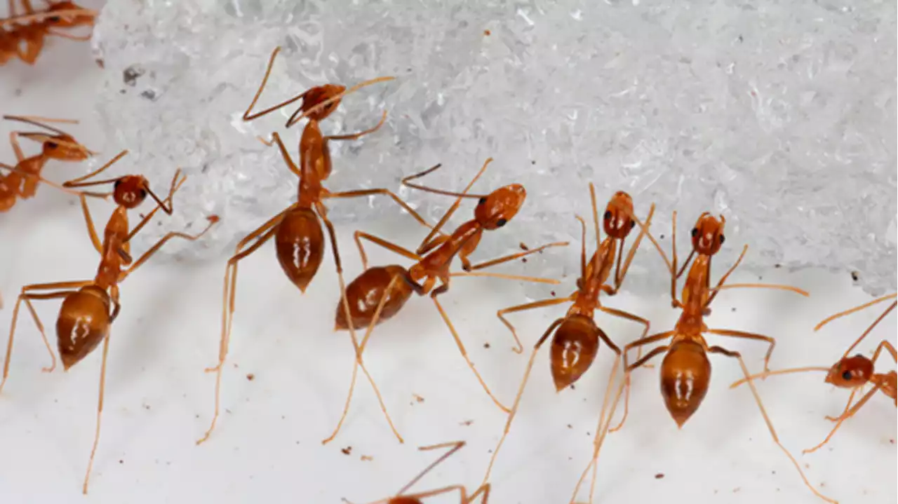 The number of ants on Earth has a mass greater than all birds and mammals combined