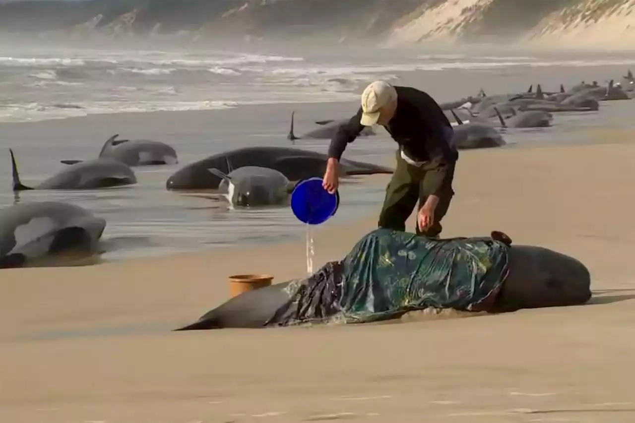 About 230 beached whales stranded on Tasmanian coast