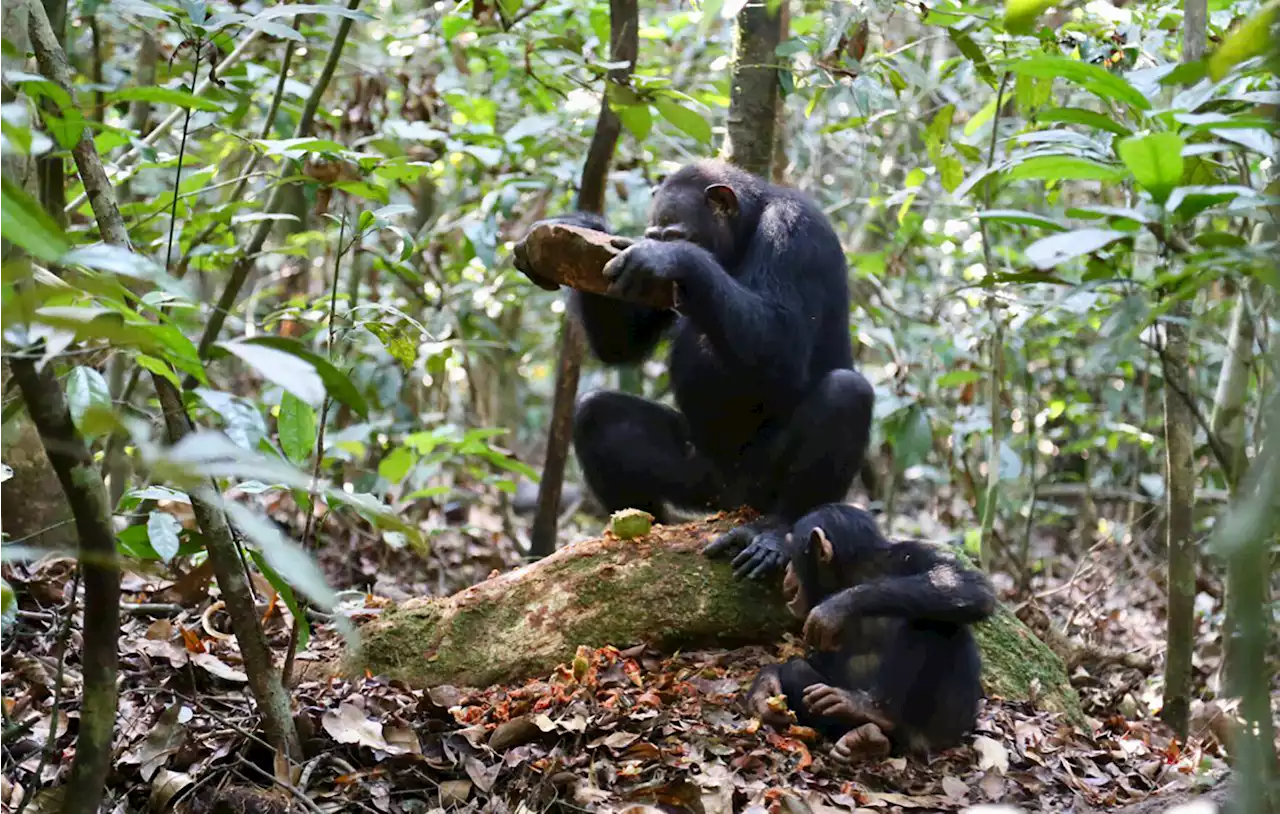 Researchers identify a variety of chimpanzee stone tools for cracking different nut species