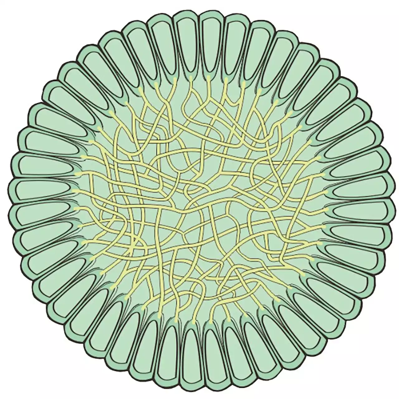 Three-dimensional fossil algae more than 541 million years old reveal modern-looking ancestry of the plant kingdom