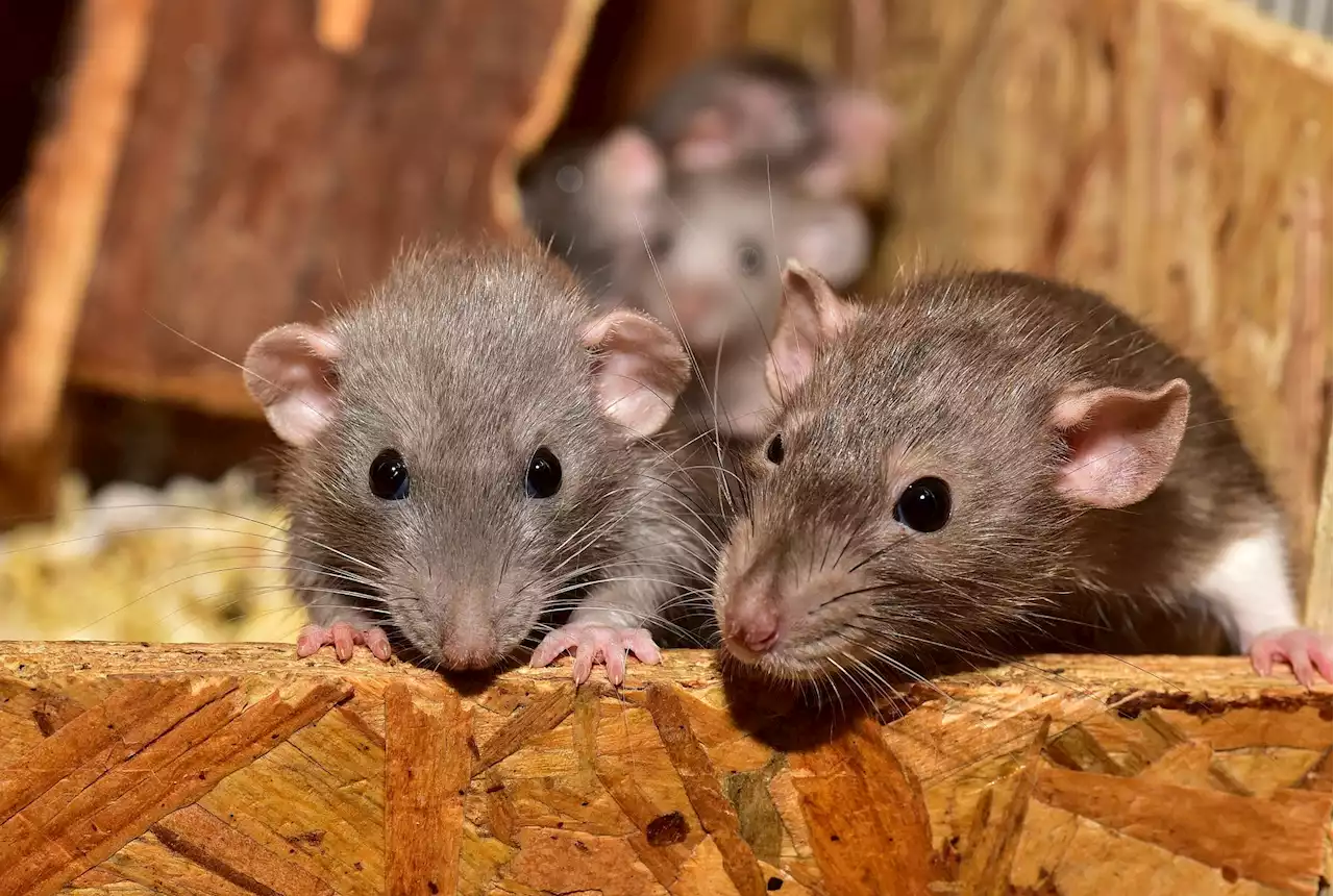 Rats can’t barf—here’s why