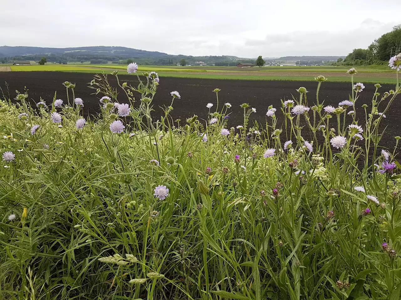 Ackerböden: Ständerat gegen Biodiversitätsflächen - Schweizer Bauer