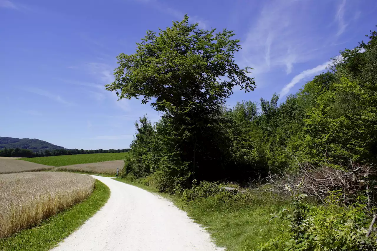 Biodiversitätsinitiative: Ja zu Gegenvorschlag - Schweizer Bauer