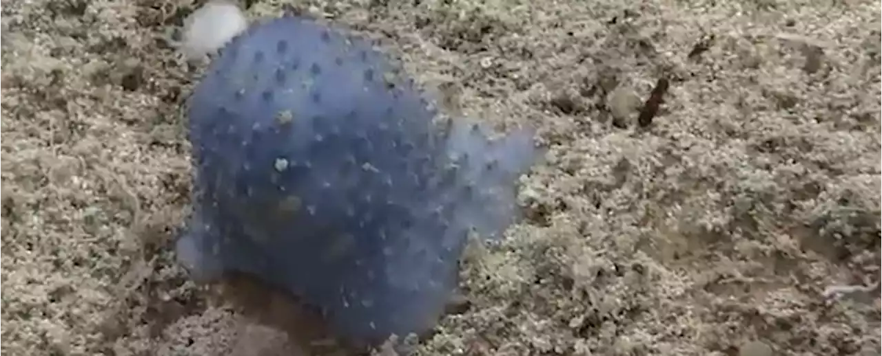 Scientists Don't Know What to Do With This Weird 'Blue Goo' Ocean Organism