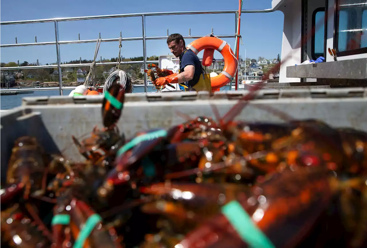 What Sustainable Seafood Activists Get Wrong About Maine's Lobsters