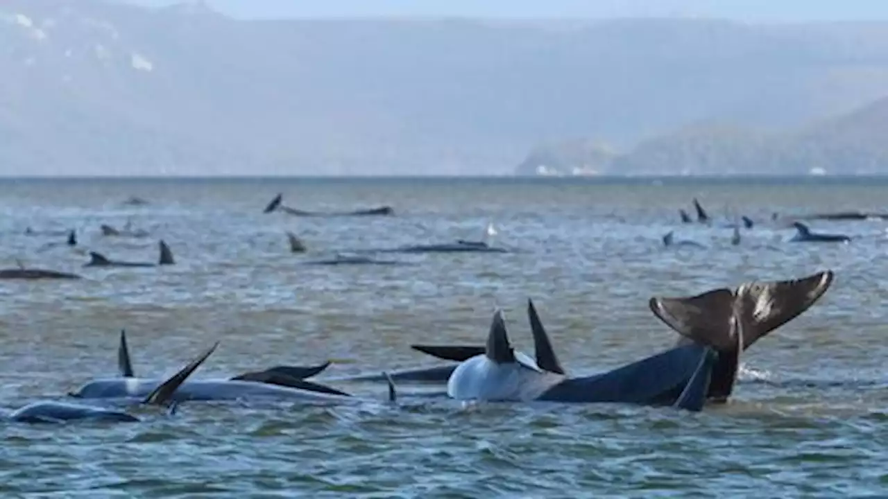 230 pilot whales stranded in Australia, 'about half' feared dead