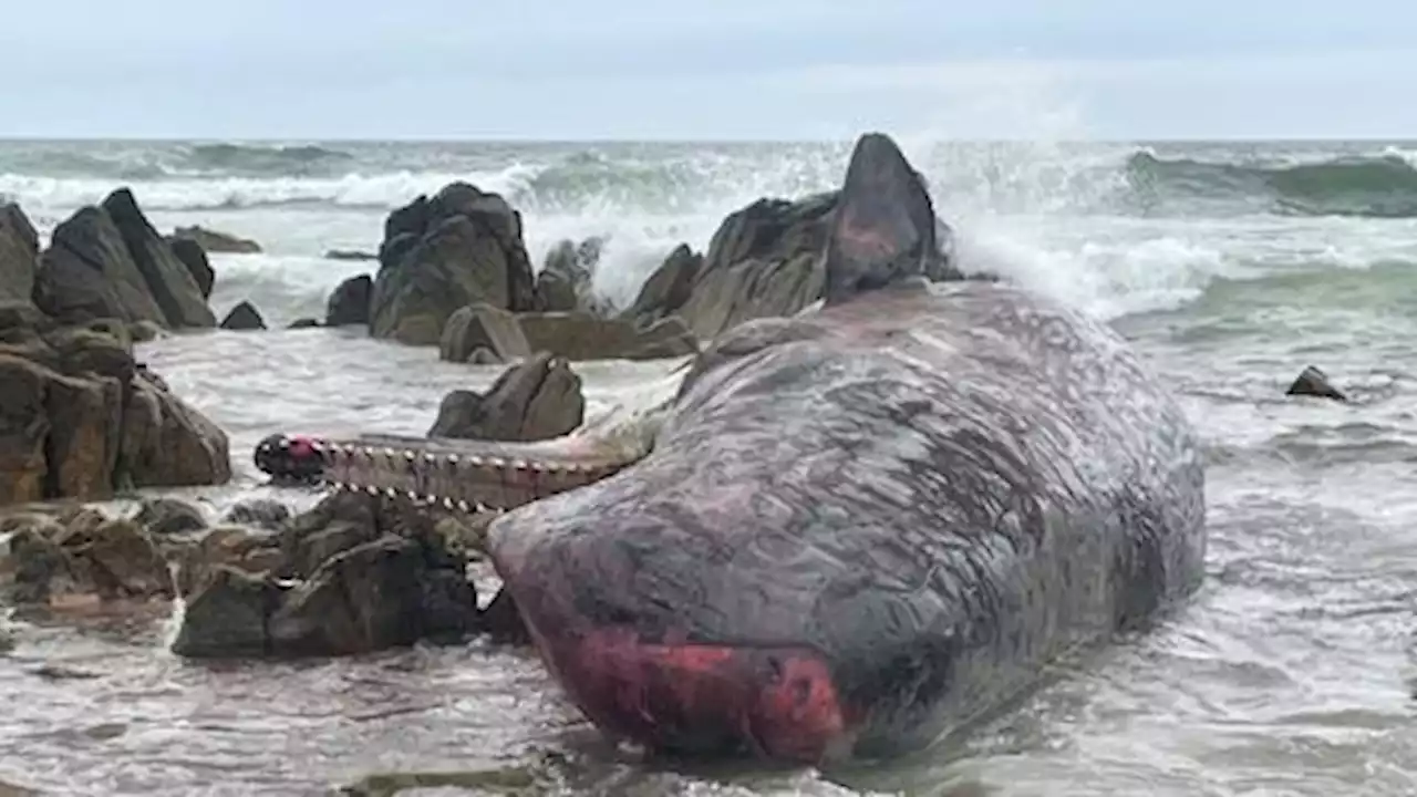 Australia investigates death of 14 whales in mass stranding