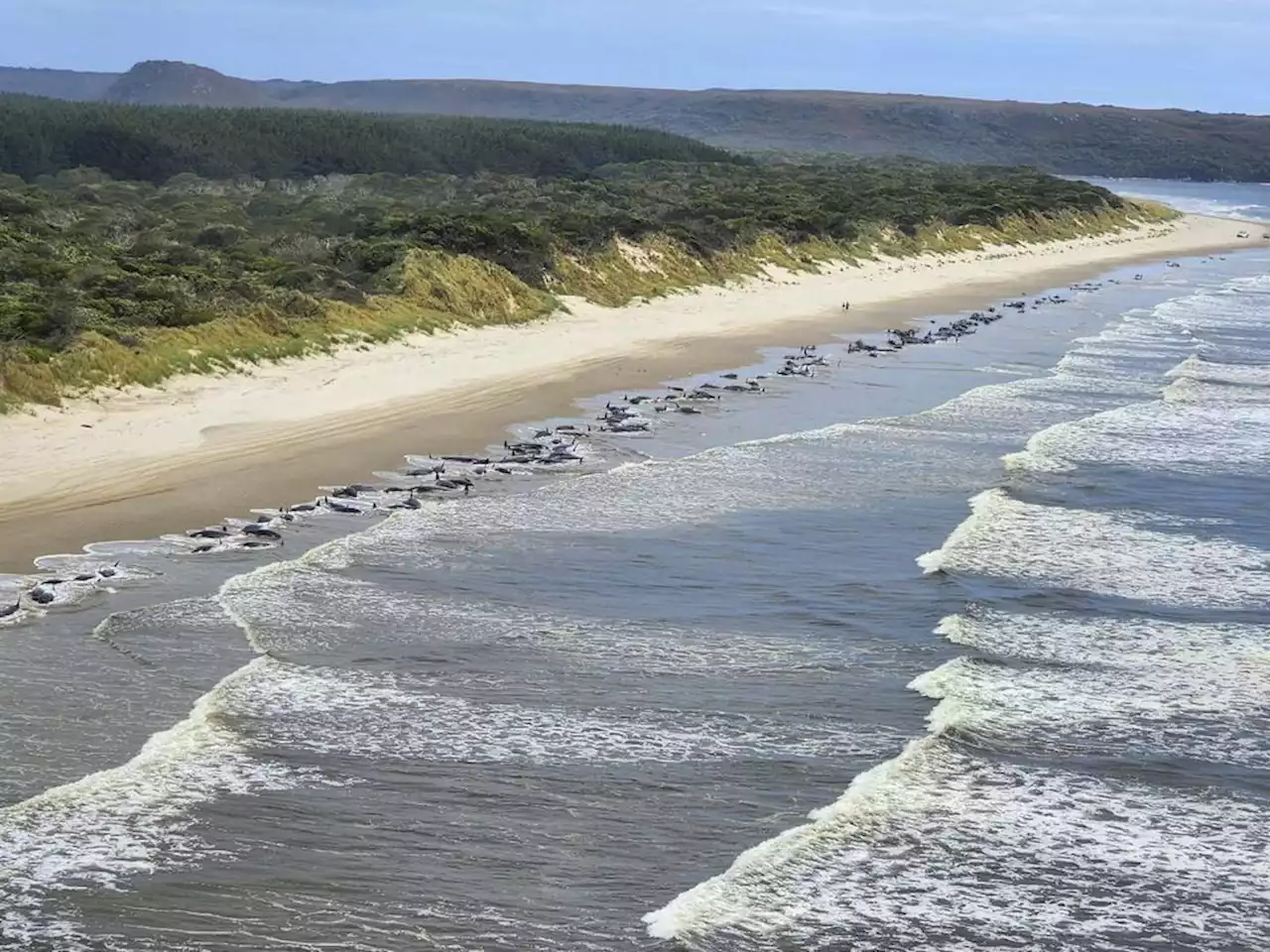 Some 230 whales beached in Tasmania; rescue efforts underway