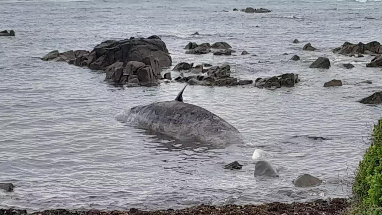 Sekelompok Besar Paus Terdampar di Pantai Tasmania