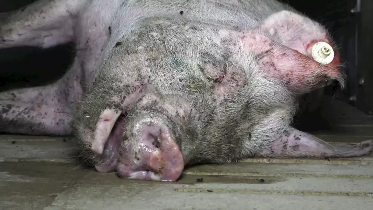 Tierquälerei in Schweinemastbetrieben in Westfalen - Staatsanwaltschaften ermitteln