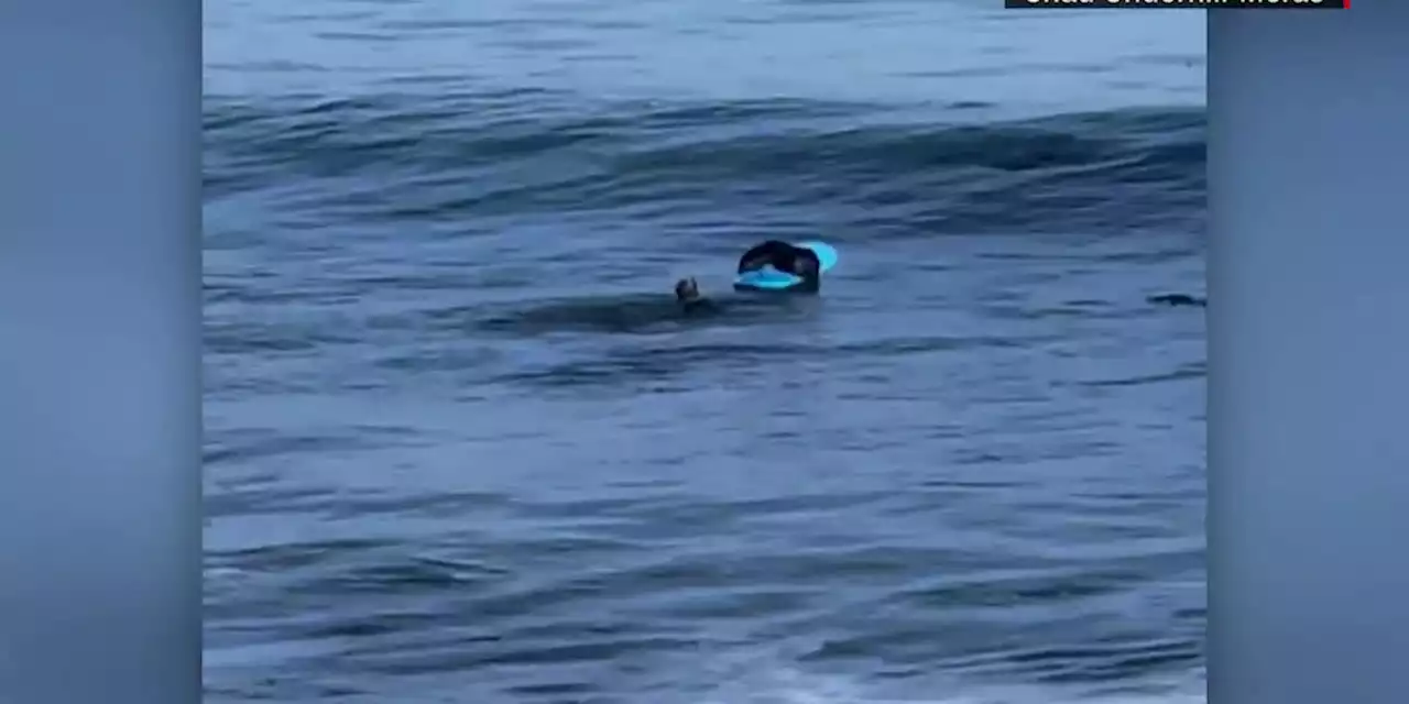 ‘It was like a scary movie’: Otter climbs onto surfboard, has standoff with surfer