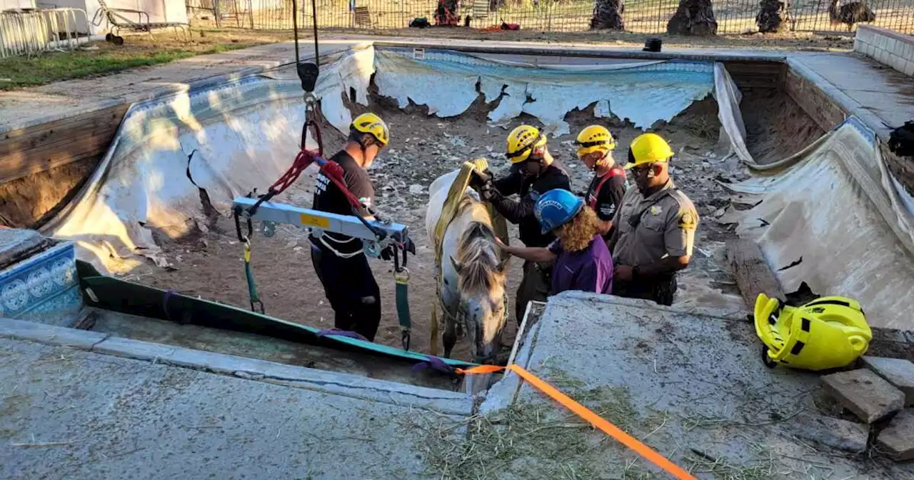 San Diego Humane Society rescues horse from empty pool in Jamul