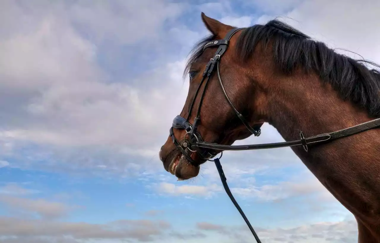 Un cheval mutilé retrouvé mort dans un parc de la Meuse