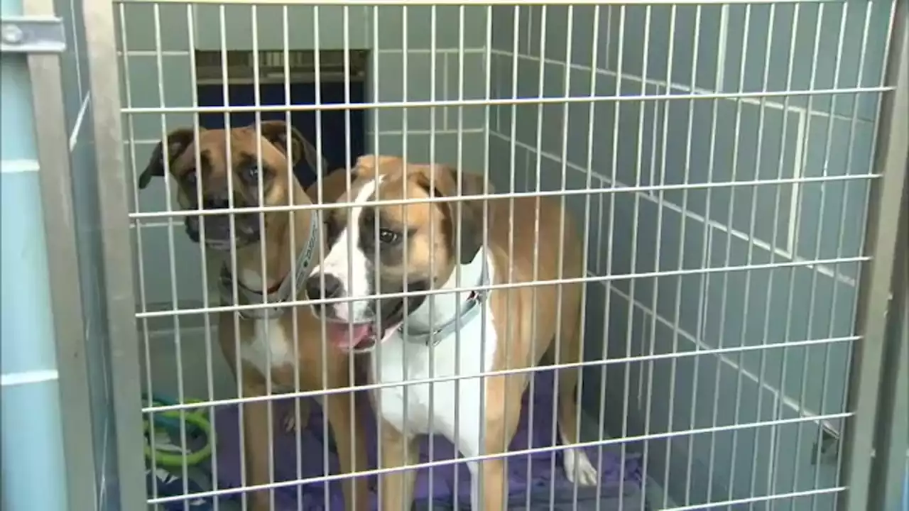 'Empty the Shelters' 2022 offers reduced-fee adoptions, helping homeless pets find fur-ever homes