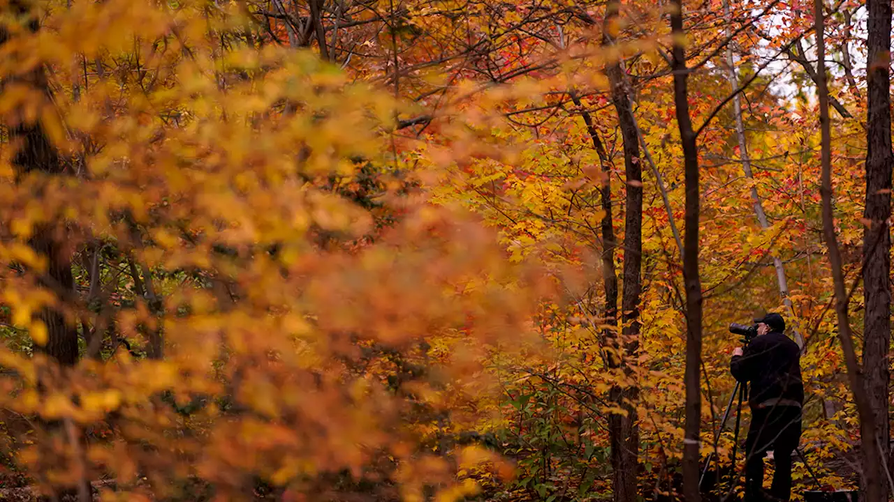 It's the first day of fall! When Veterans Day, Halloween, and Thanksgiving happen in 2022