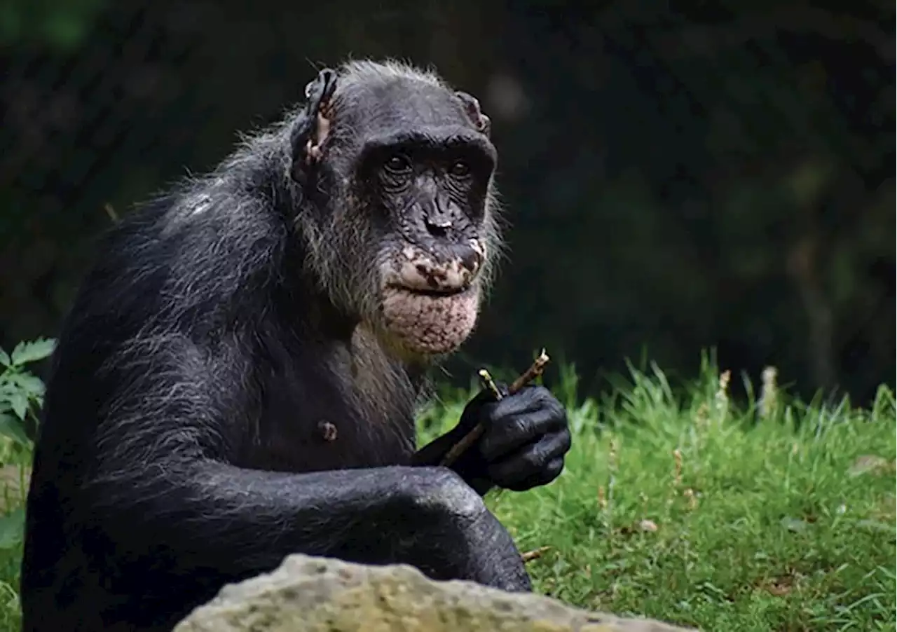 Montgomery Zoo Mourns Loss of Oldest Chimpanzee - Alabama News