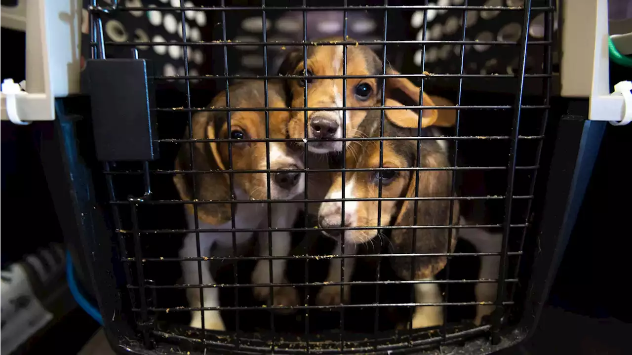 All of the Envigo beagles have been rescued, and Virginia shelters took the most