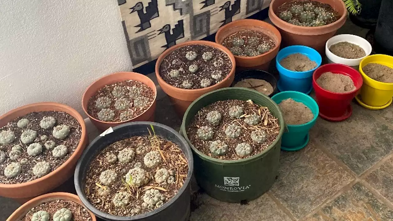 Native religious leaders say legalizing peyote use for all would threaten their practices