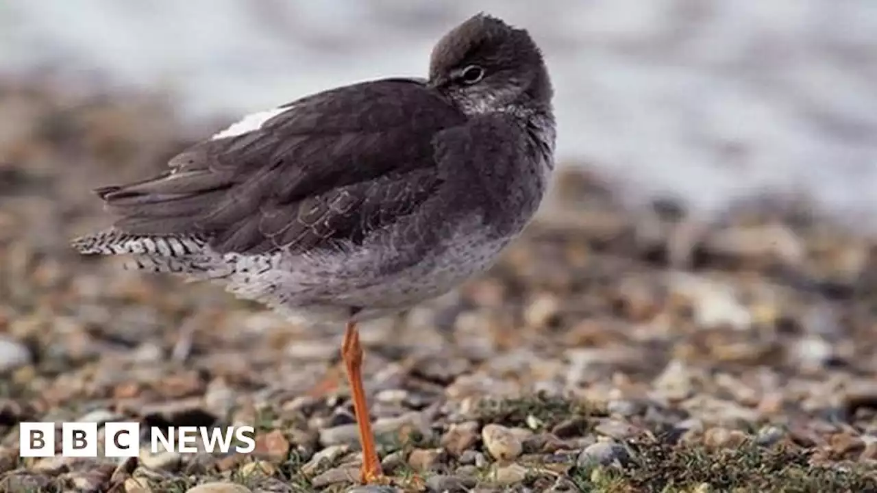 Bumper breeding year for rare wading birds at Orford Ness, Suffolk