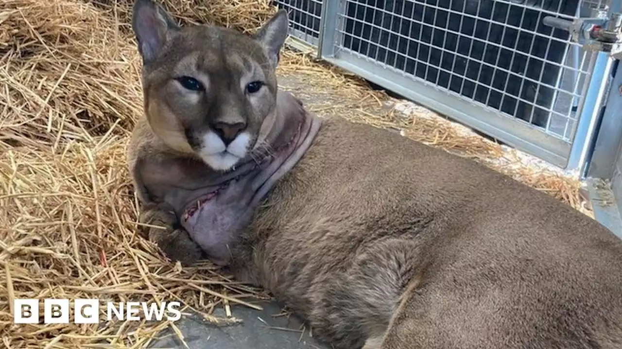 Lincolnshire Wildlife Park: Nigel the puma recovering after amputation