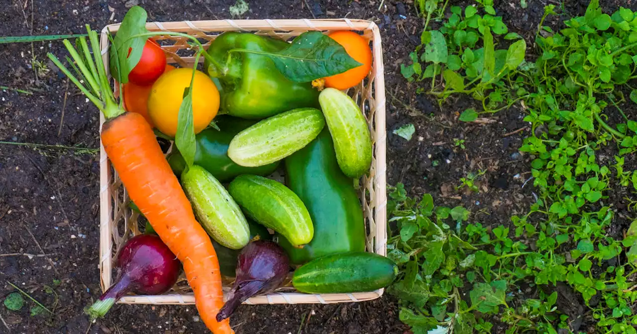 Gardening 101: Fall vegetable gardening in North Texas