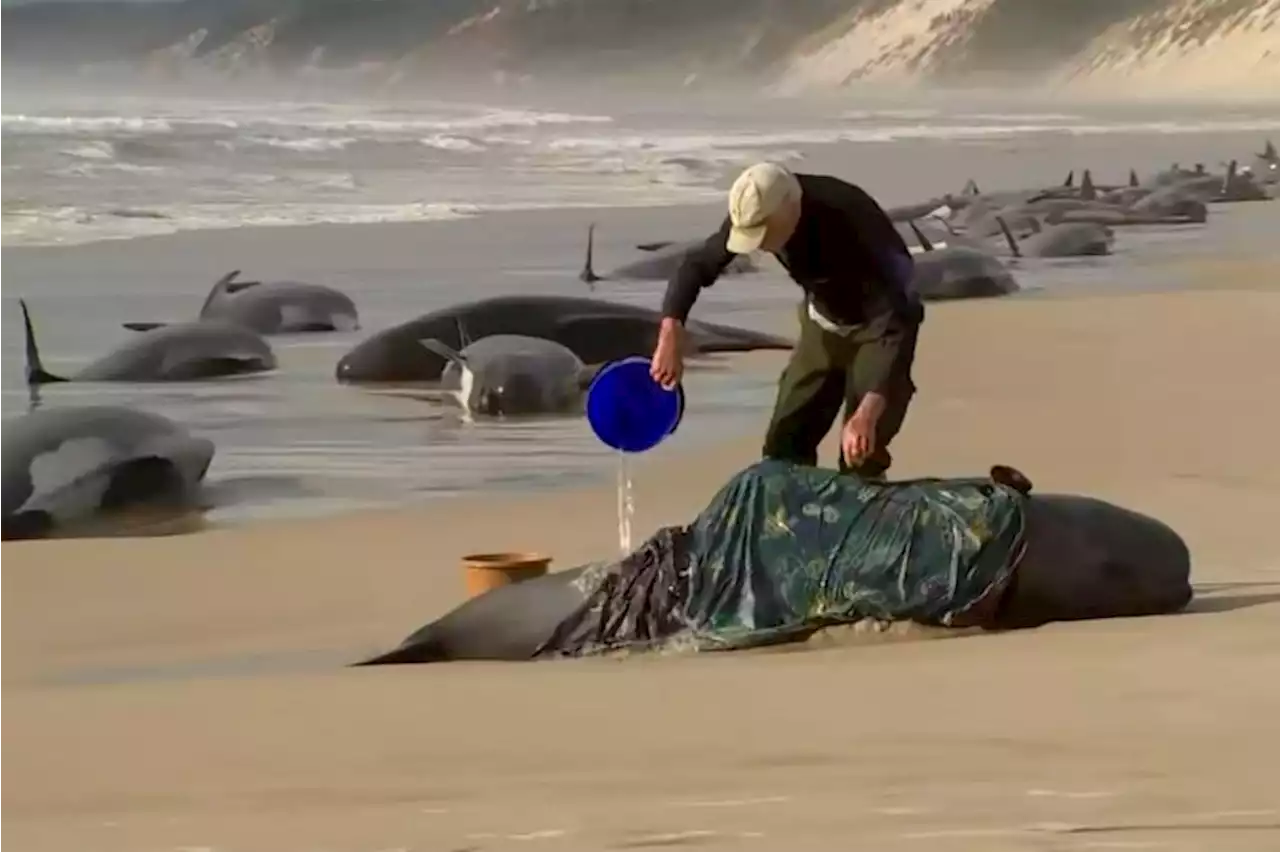 200 whales dead, 35 remain alive after mass stranding in Australia | CNN