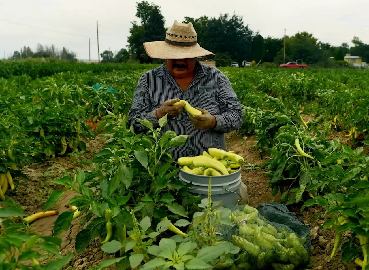 It’s chile-roasting season: Here’s what to know about this year’s crop of Pueblo peppers