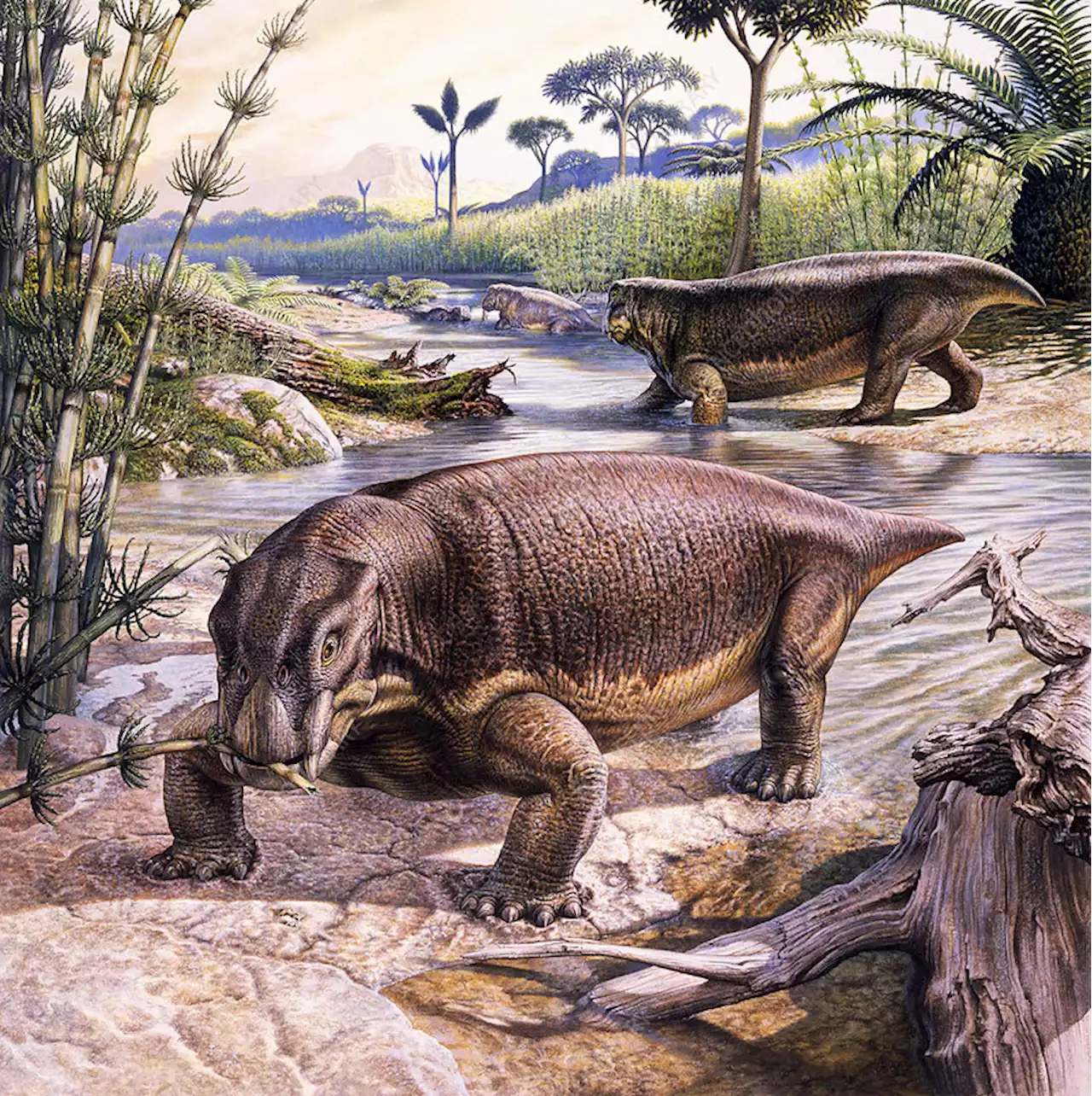 Fossils Show Us What a Pig From the Dinosaur Era Might Have Looked Like