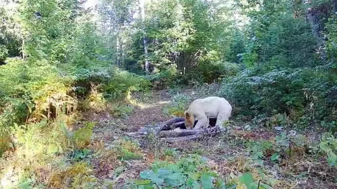 Rare 'one in a million' spirit bear seen frolicking on Michigan trail camera