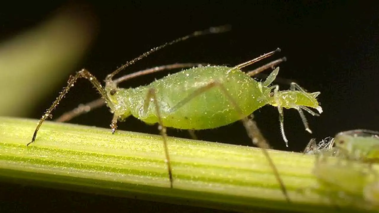 Insect's sticky deposit leaves behind big mess for Austinites