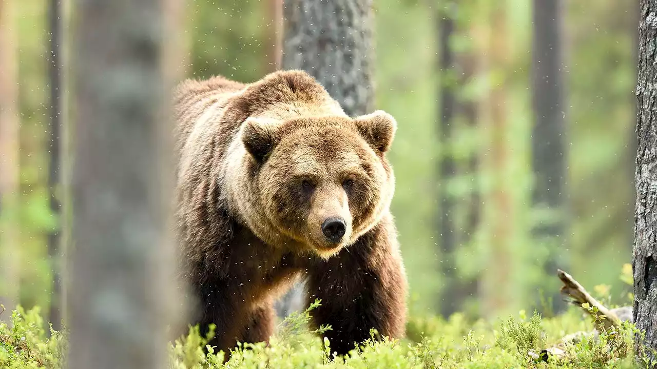 9-year-old boy seriously injured in Alaska brown bear mauling, bear shot dead by family member