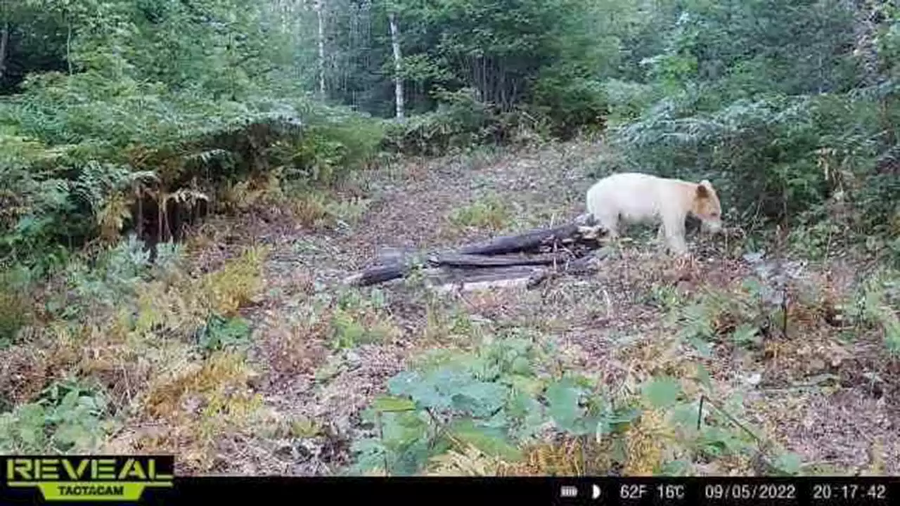 Beautiful black bear with white fur in Michigan is killed by wolves shortly after a sighting