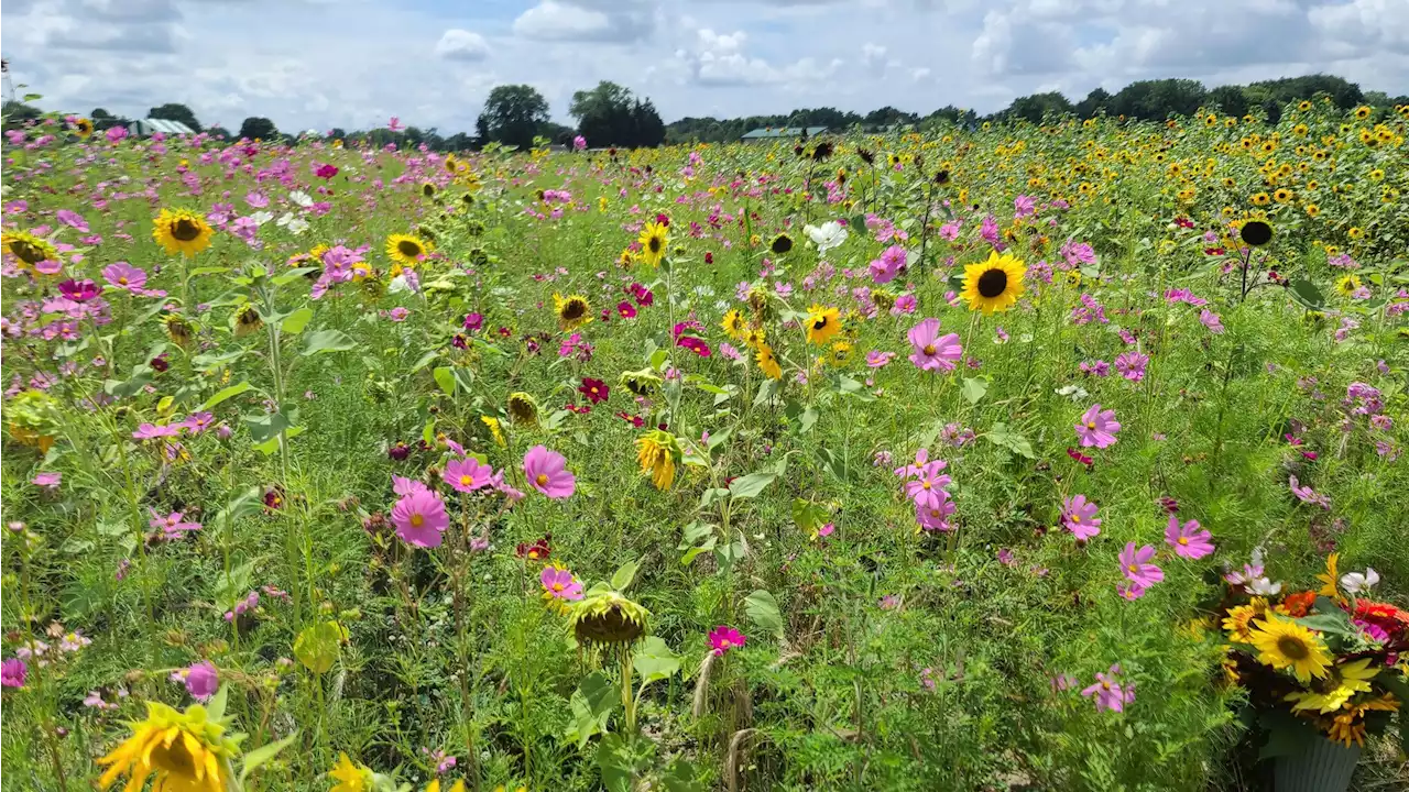 Texas A&M garden experts answer questions about fungus, scale and sowing seeds