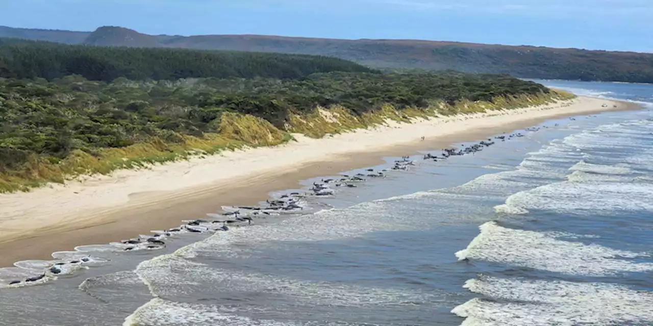 Circa 200 cetacei sono morti sulla costa occidentale della Tasmania - Il Post