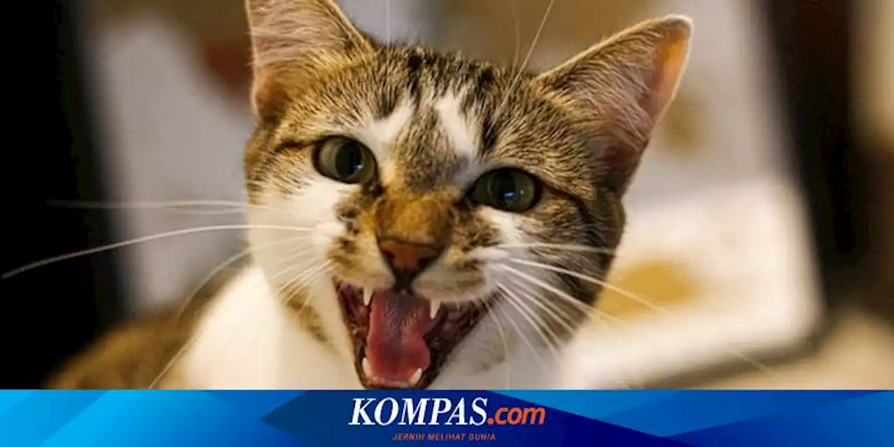 15 Hal yang Sangat Dibenci Kucing