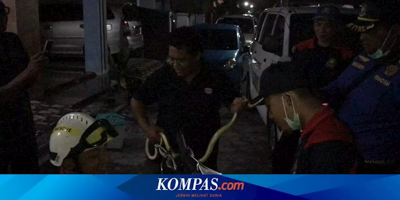 Damkar Trenggalek Butuh 1 Jam Keluarkan Ular Berbisa di Balik Bodi Sepeda Motor