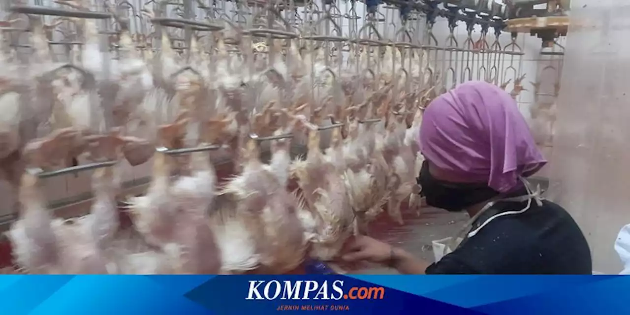 Produksi Ayam Potong Diproyeksi Surplus, Pengusaha Disarankan Pakai Resi Gudang