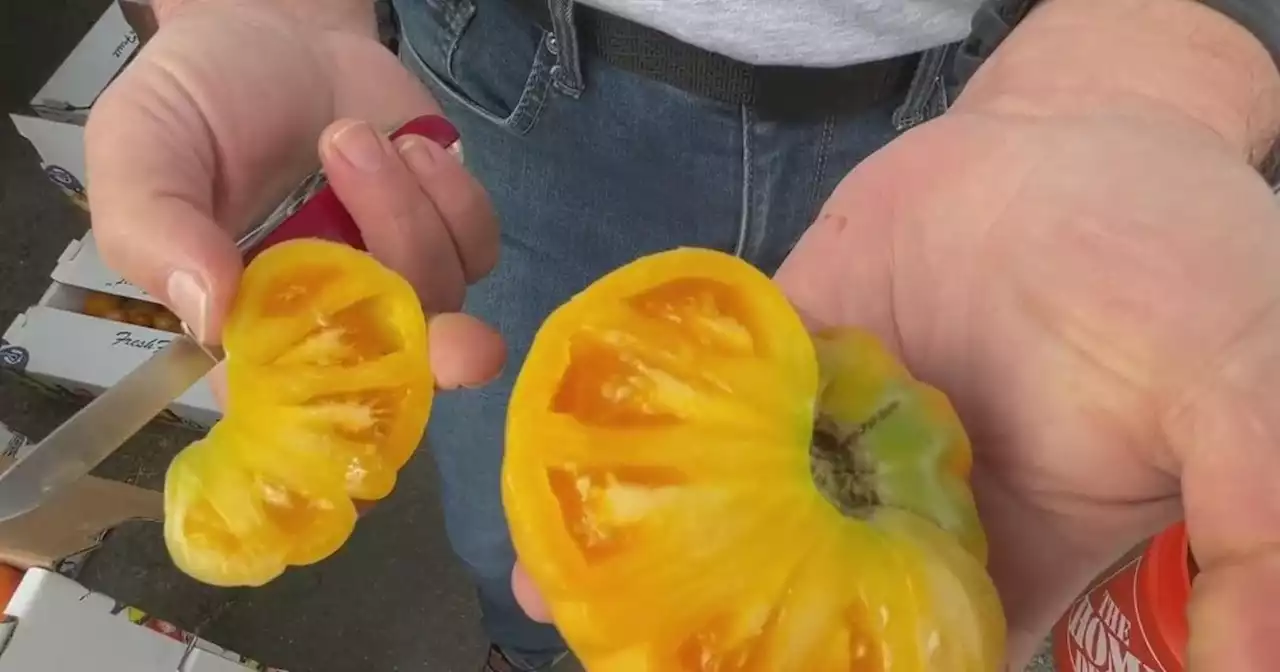 Climate change impacting California's tomato crop