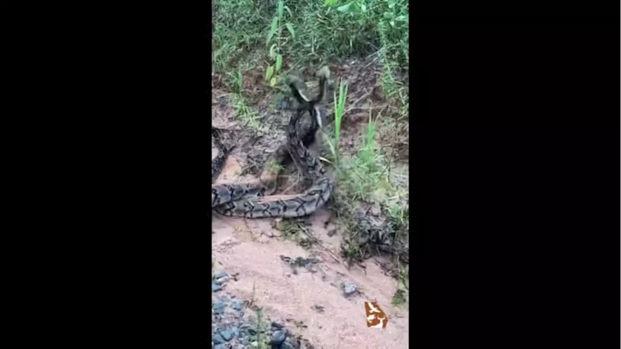 Rattle battle: Two rattlesnakes caught fighting on camera along Georgia trail