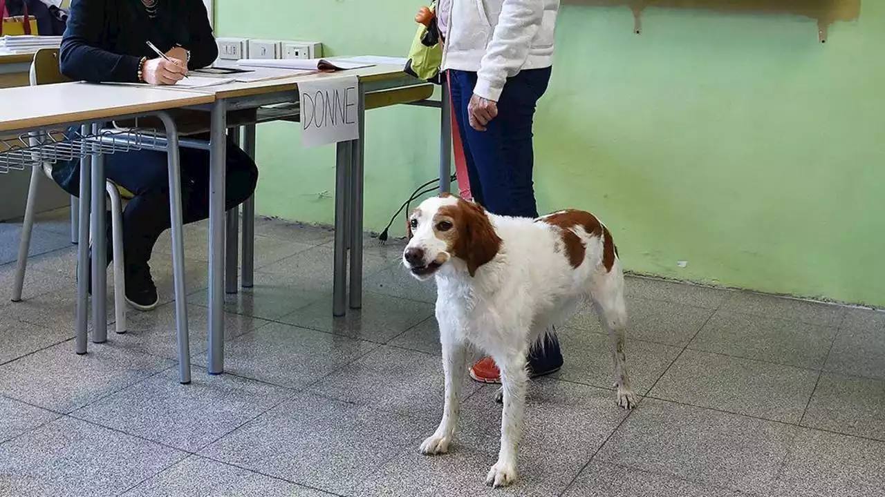 Elezioni 2022, l’Oipa: “Si può andare a votare con il cane”