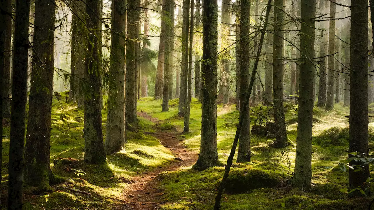 Voici ce qu’une heure de promenade dans la nature fait à votre cerveau