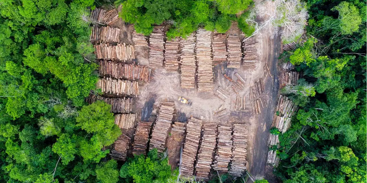 U.S., U.K. and powerful nations get serious about protecting the forests believed vital to hitting Paris climate target