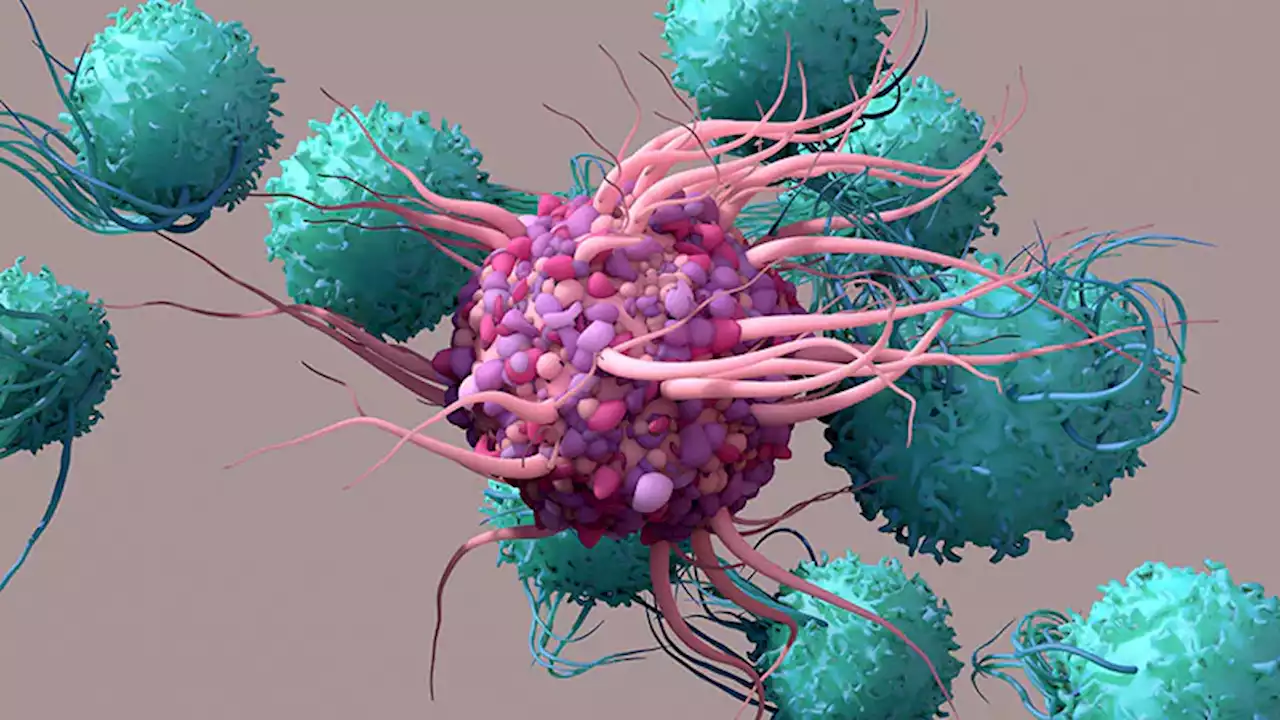 New Method Promises to Yield More Therapeutic T Cells