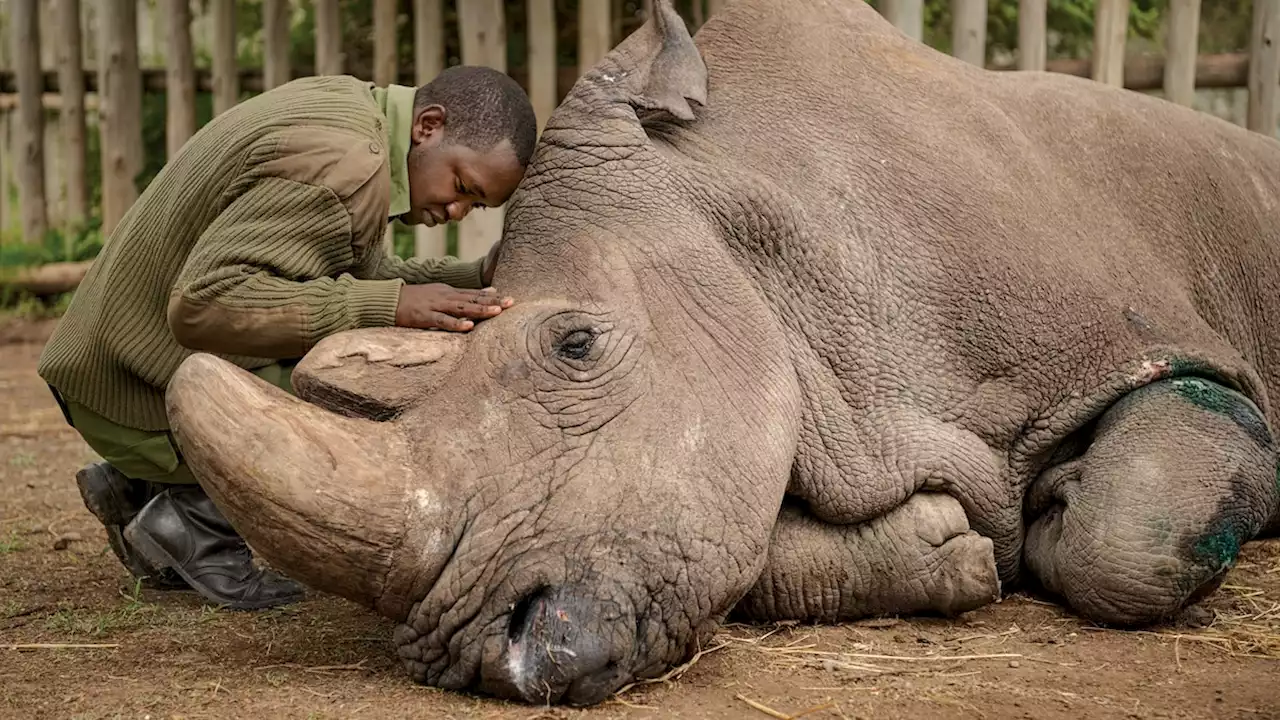 What I learned documenting the last male northern white rhino’s death