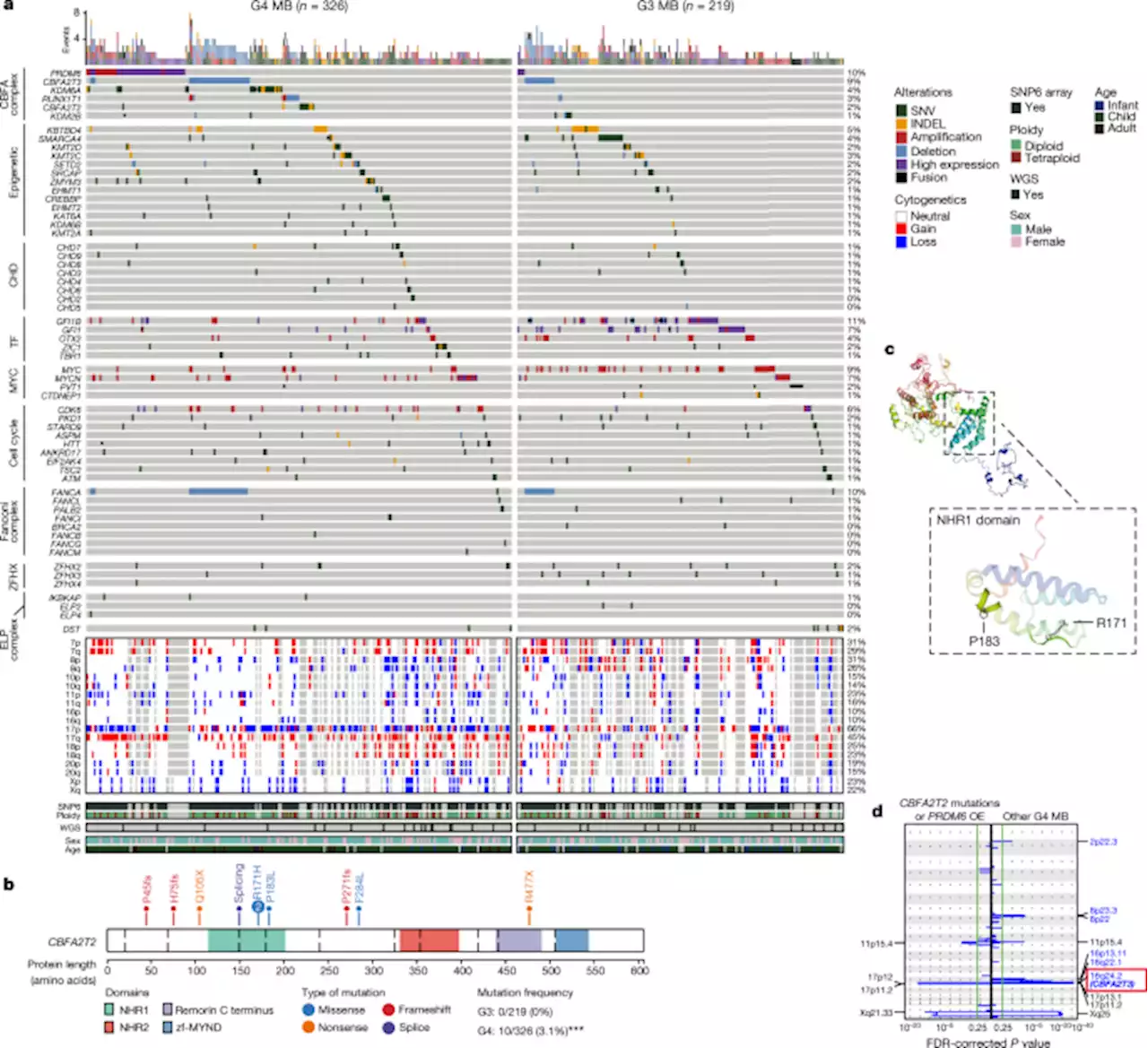 Failure of human rhombic lip differentiation underlies medulloblastoma formation - Nature