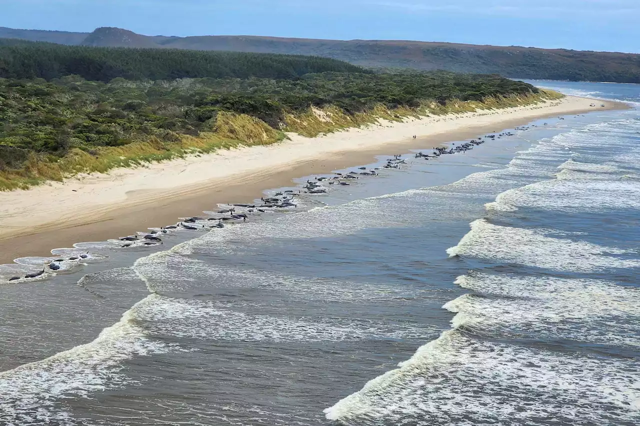 Pounding Surf Kills Nearly 200 Whales Left Stranded on Australian Coast