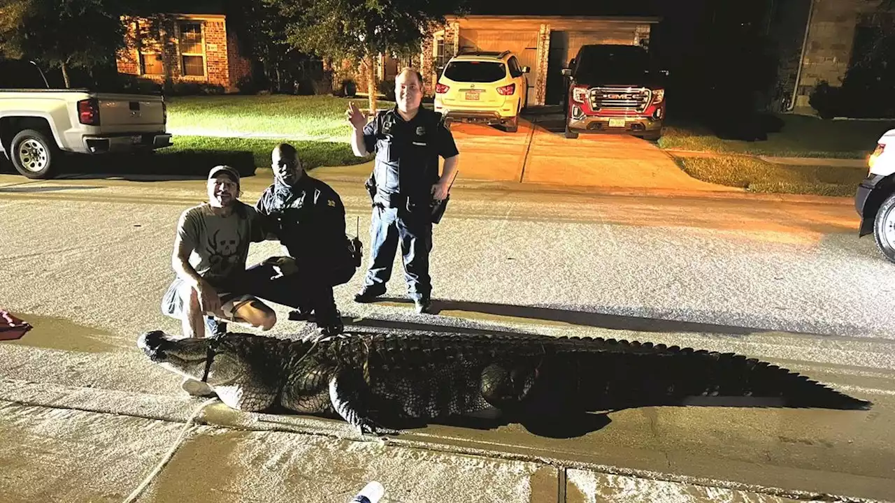 Watch: Huge Gator Found Roaming Texas Neighborhood Removed By Tow Truck