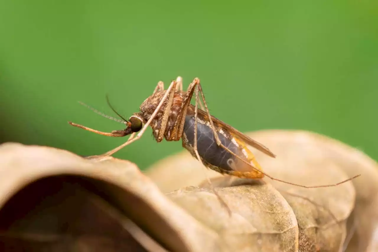 Mosquitoes are being genetically modified so they can't spread malaria