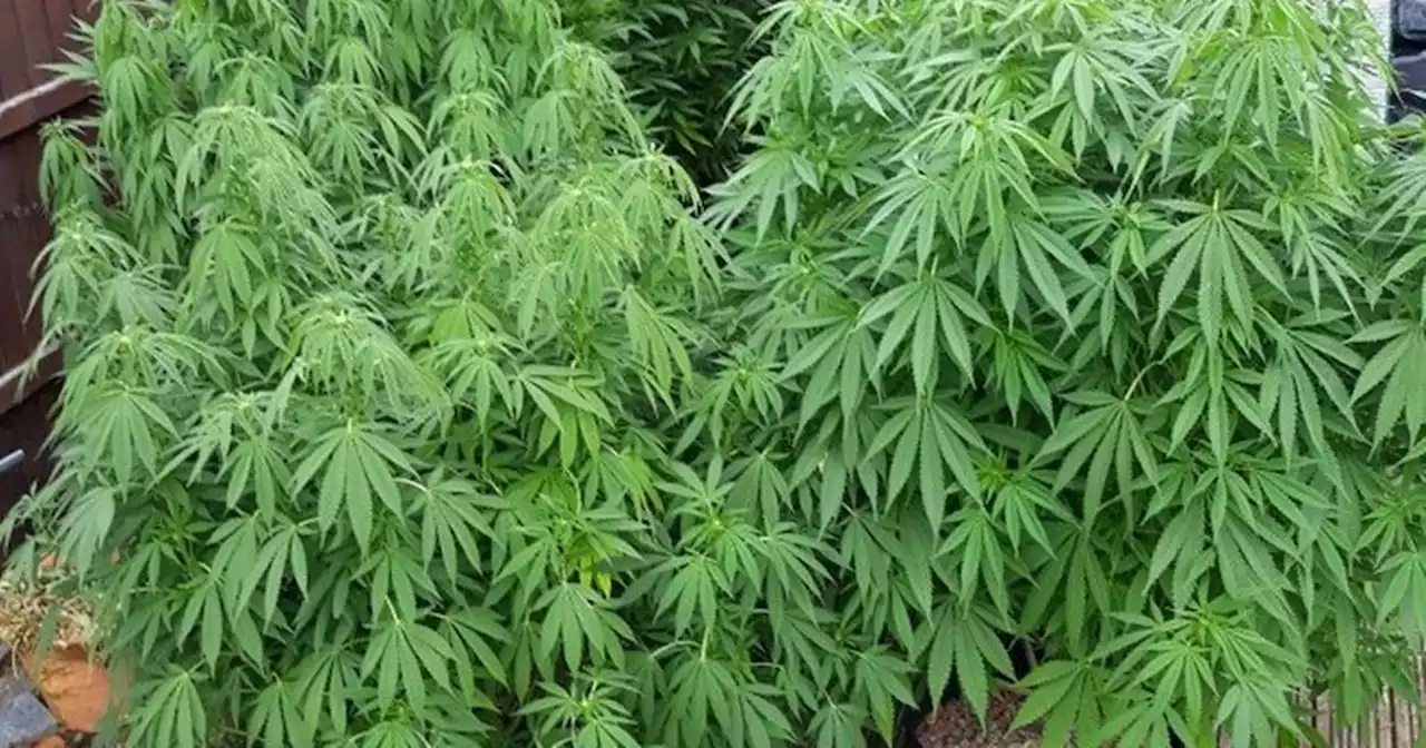 Cannabis plants found growing in garden of Nottinghamshire home