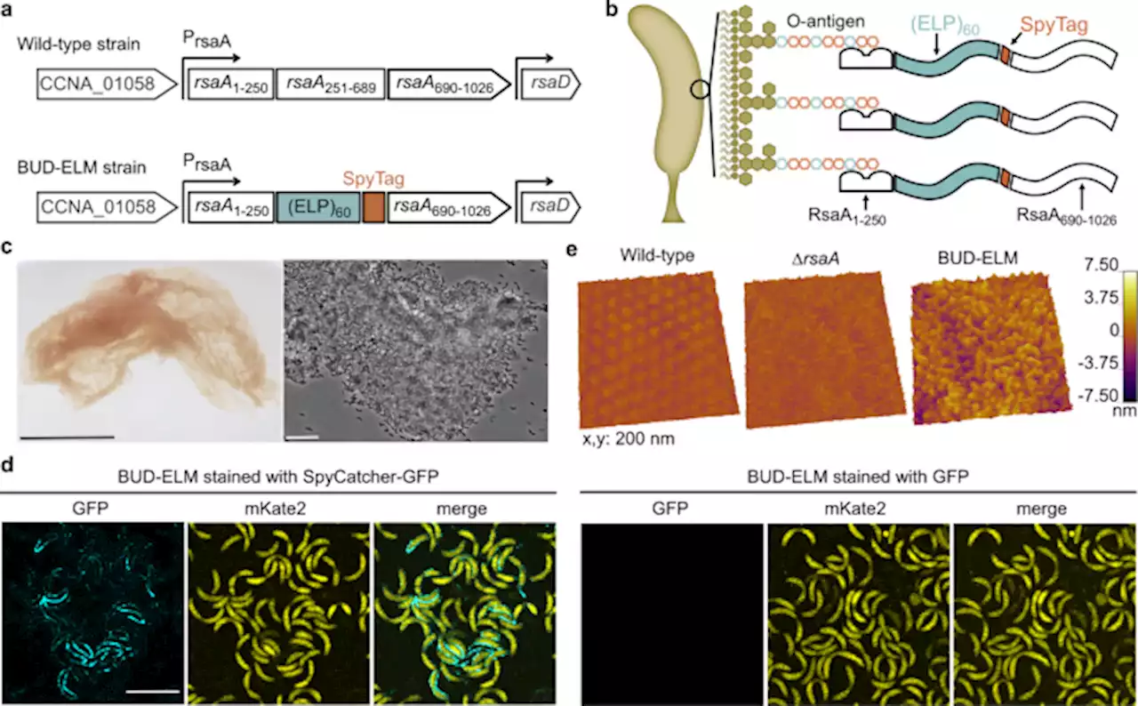 A de novo matrix for macroscopic living materials from bacteria - Nature Communications